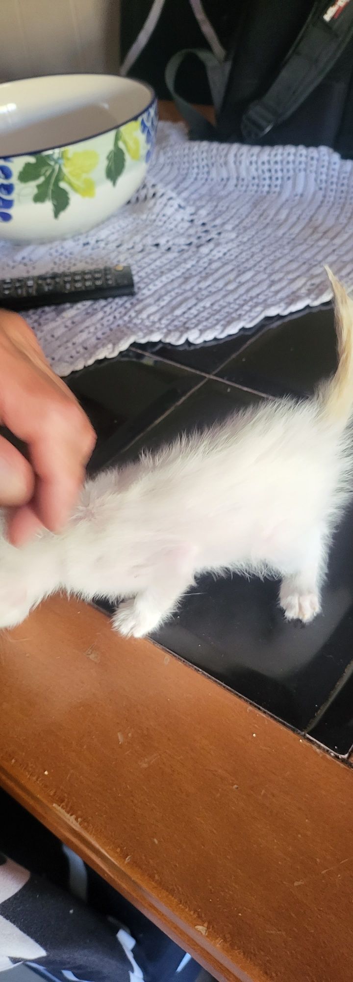 Gatinho  para doação