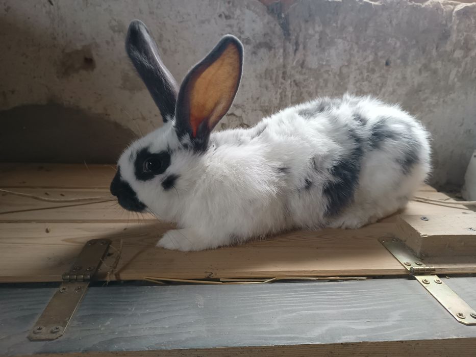 Sprzedam młodego samca mieszańca