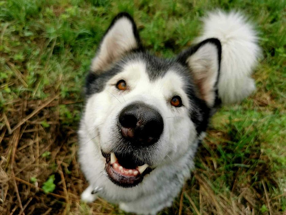 Kapitalna, kochana malamutka szuka domu. Alaskan malamute suczka