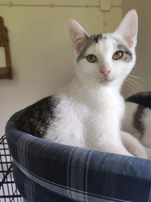 Lena i Lutek kot koty kociaki do adopcji oddam