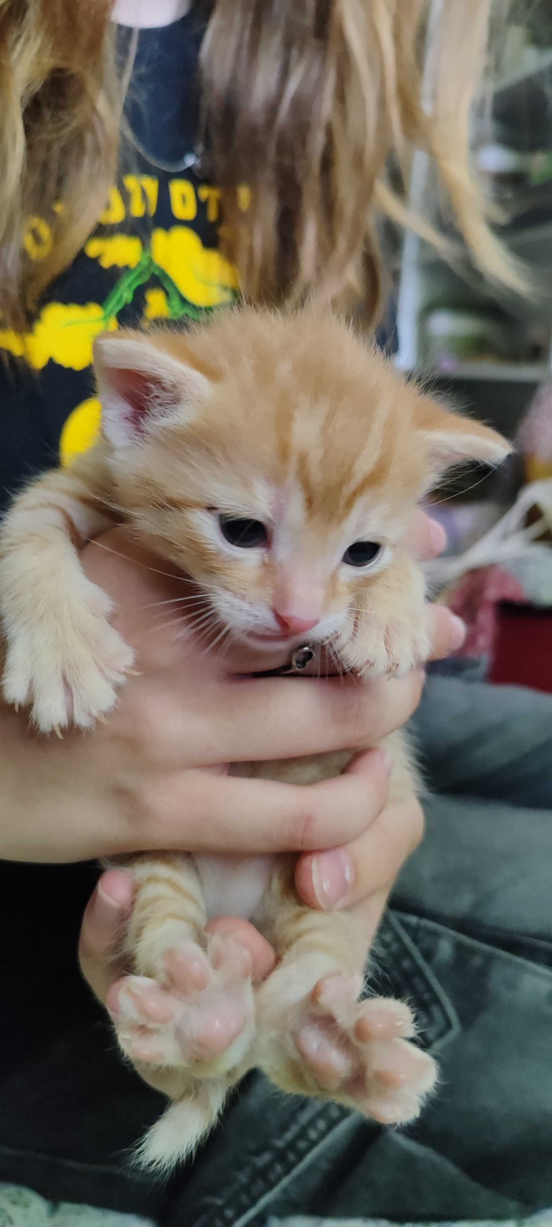 Rudy kotek do adopcji