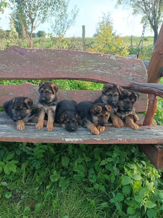 Продам песинят німецької вівчарки