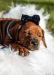 Rhodesian Ridgeback, szczenię, suczka, ZKwP/FCI