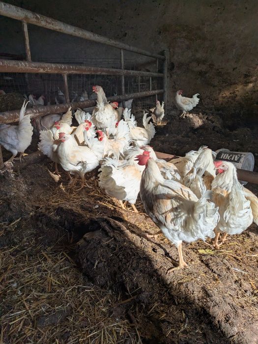 indyki perliczki koguty leghorn