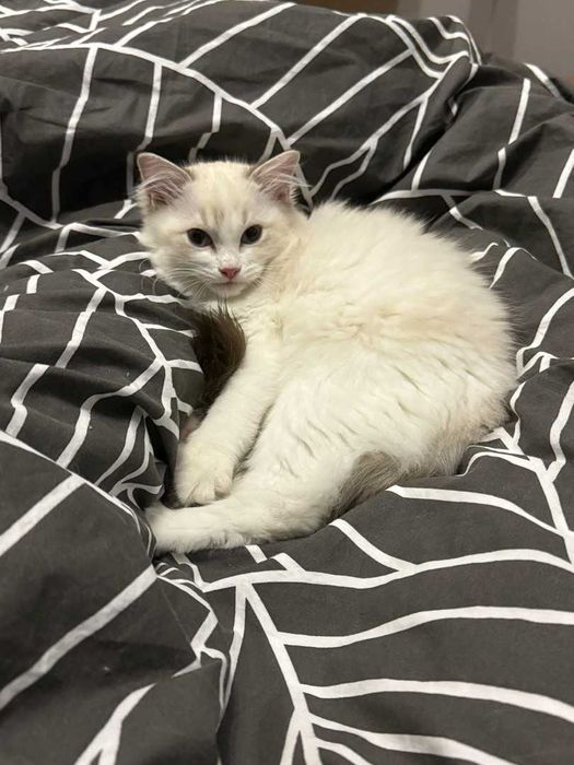 Ragdoll - Kotka z rodowodem Lazurowe Łapki*PL - Eowinka