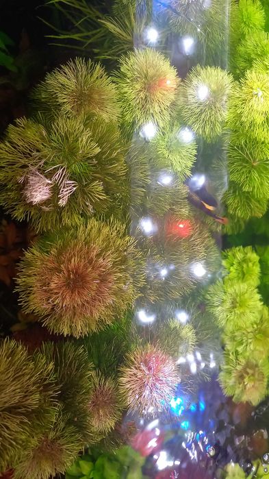 Аквариумные растения .