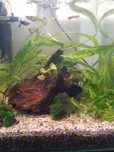 Krewetkarium 27L
