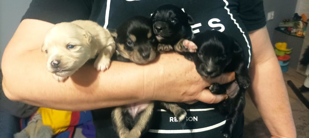 4 malutkie suczki szukają ciepłego dobrego domku