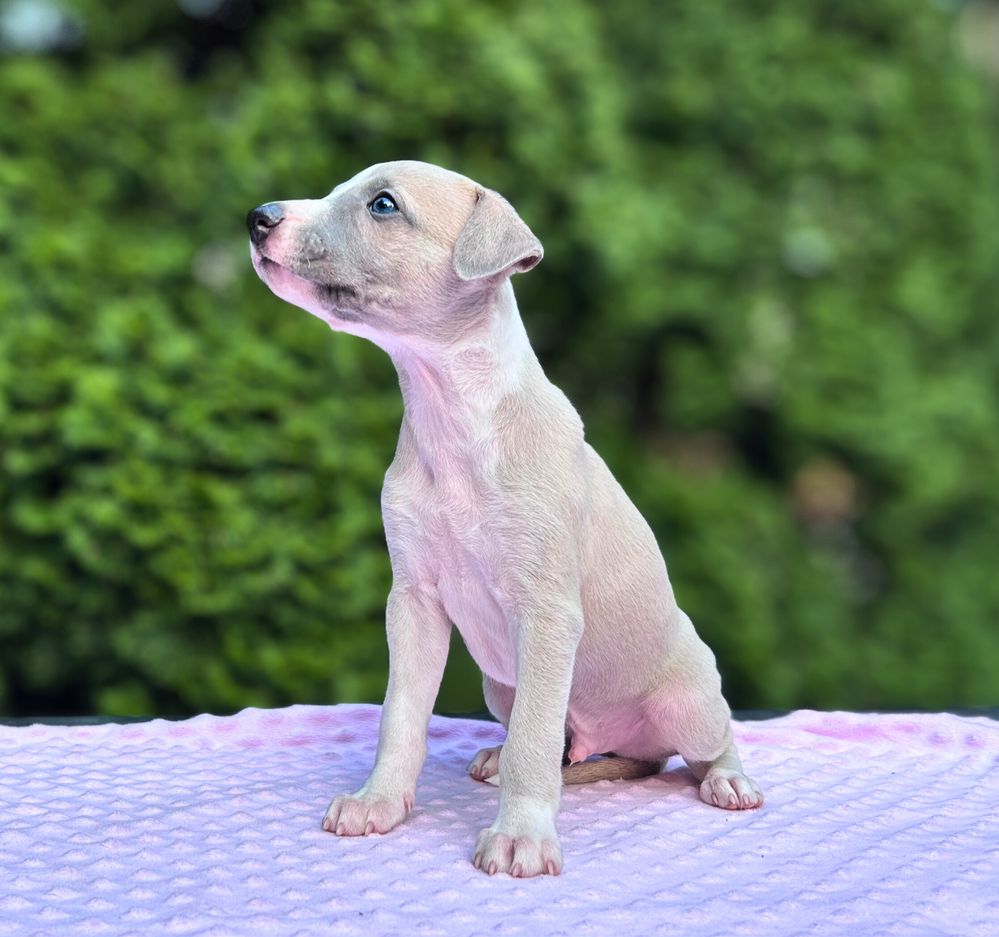 Whippet chart angielski