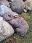 Sprzedam Samice roczne