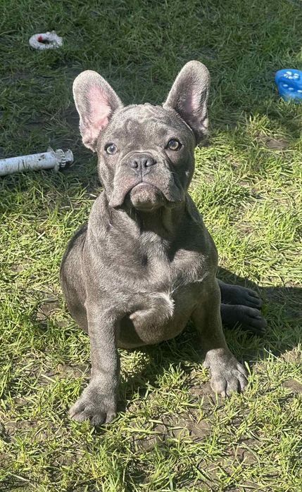 Французький бульдог