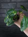 Philodendron Burle Marx Variegata #6