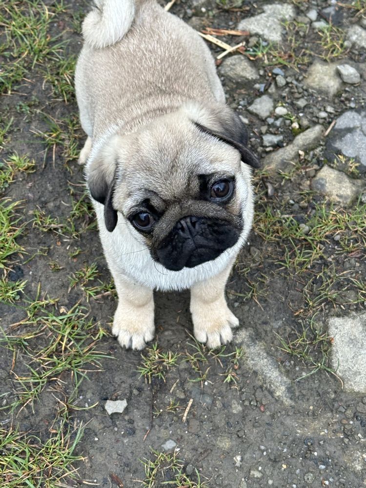 Mops szczeniak ZKwP gotowy do odbioru