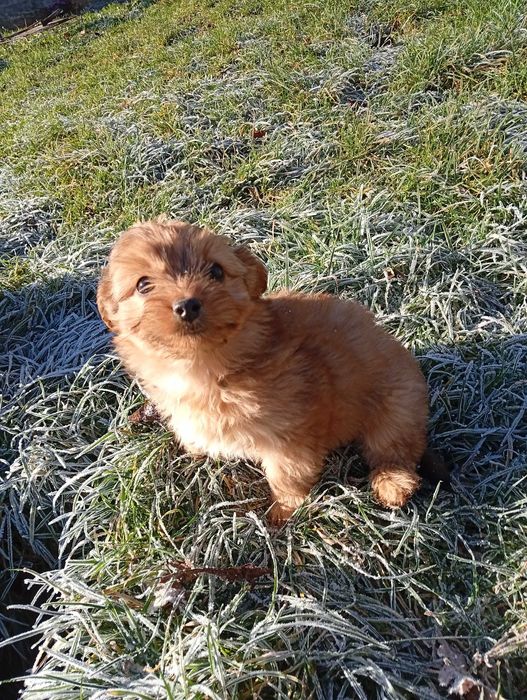 Цуценята йоркширський тер'єр