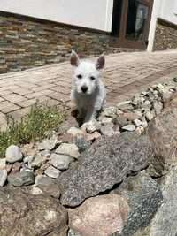 Wesolutki West Hihland White terrier