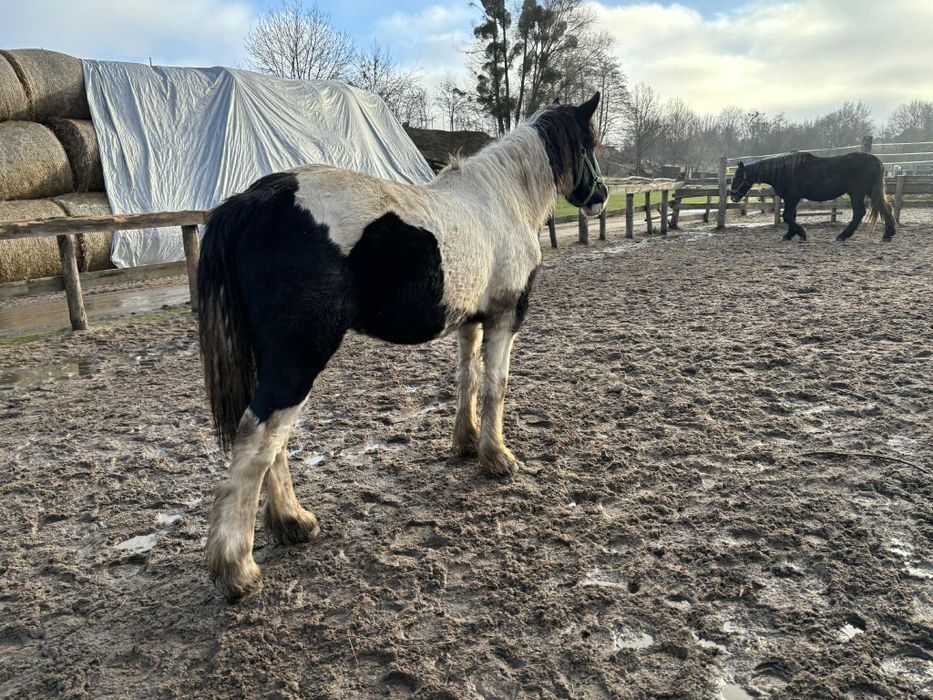 Sprzedam ogierka tinkera