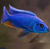 Sciaenochromis fryeri ,ciclideos africanos