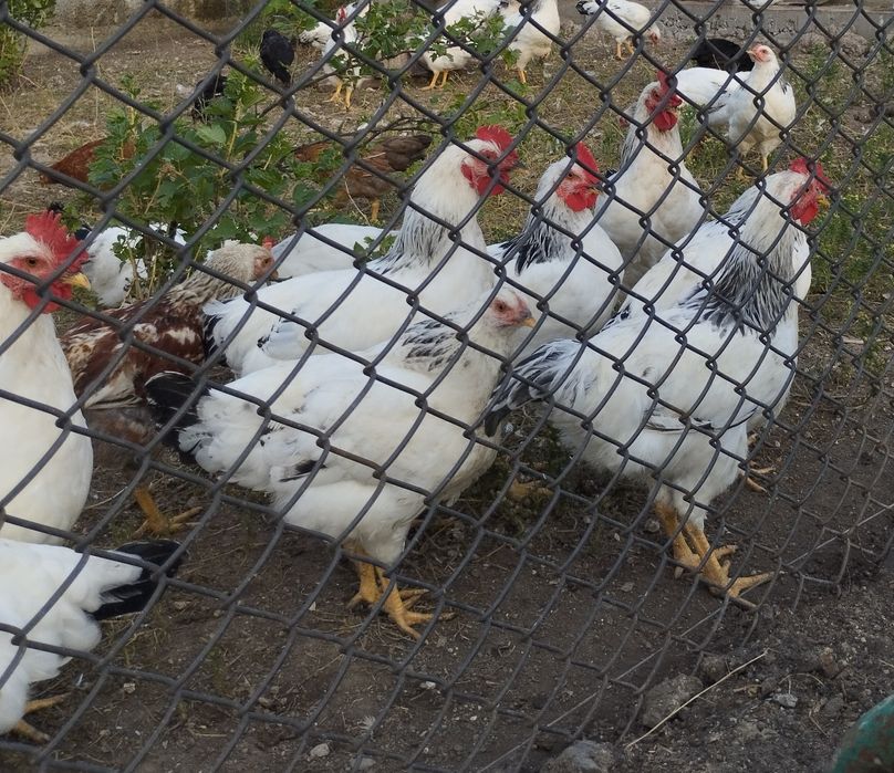 Продам півні Адлер срібний