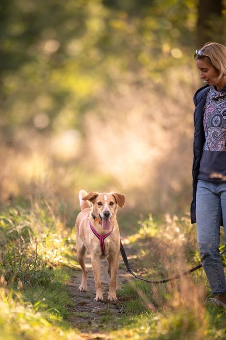 Biało beżowy pies w typie labradora szuka domu