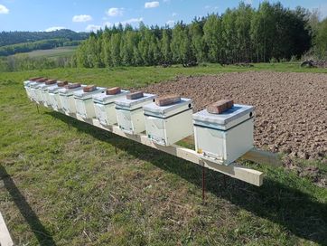Odkłady pszczele na ramce wielkopolskiej