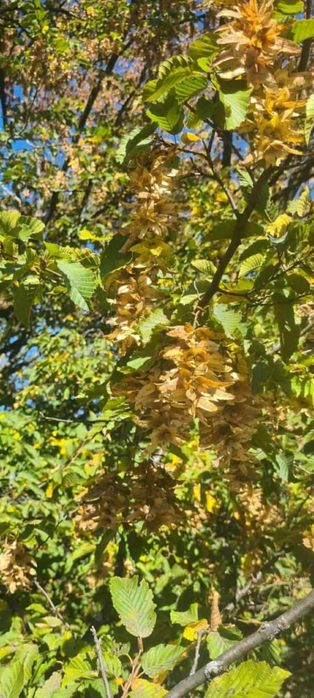 Klon zwyczajny, klon jawor i klon polny. Zbiór 2025rok.