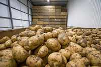 Wysokiej jakości świeże ziemniaki rolne do sprzedaży hurtowej