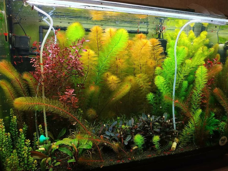 Набір рослин новачкам водоросли