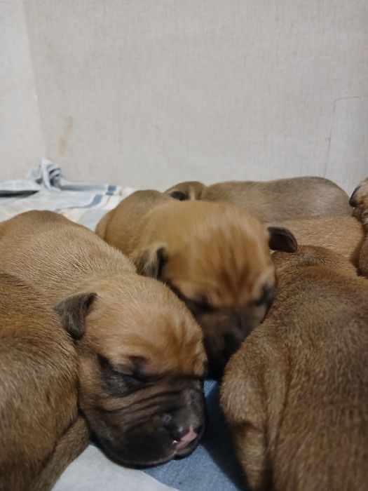 Бронь Американський Пітбуль