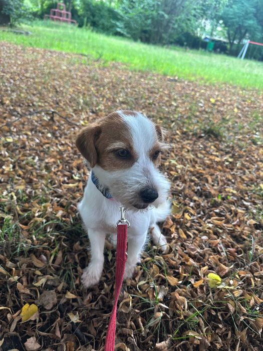 Cola młoda suczka do adopcji!
