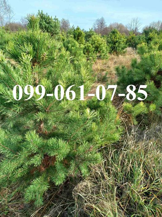 Новорічна ялинка опт Сосна