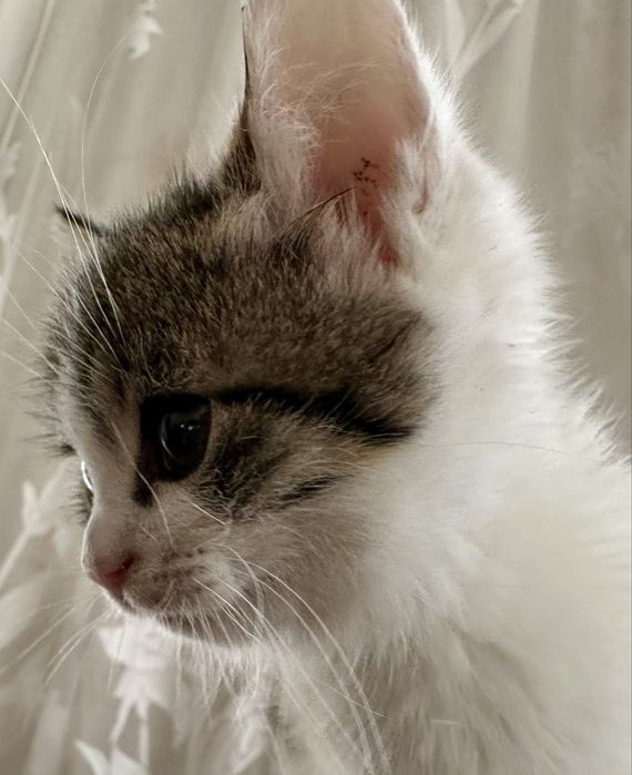 Віддам кошенят в добрі руки.