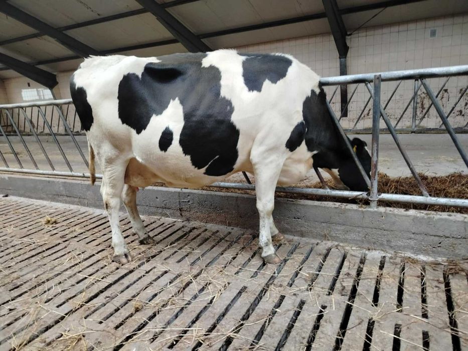 krowy 1-2 laktacja do porodu NOWA DOSTAWA