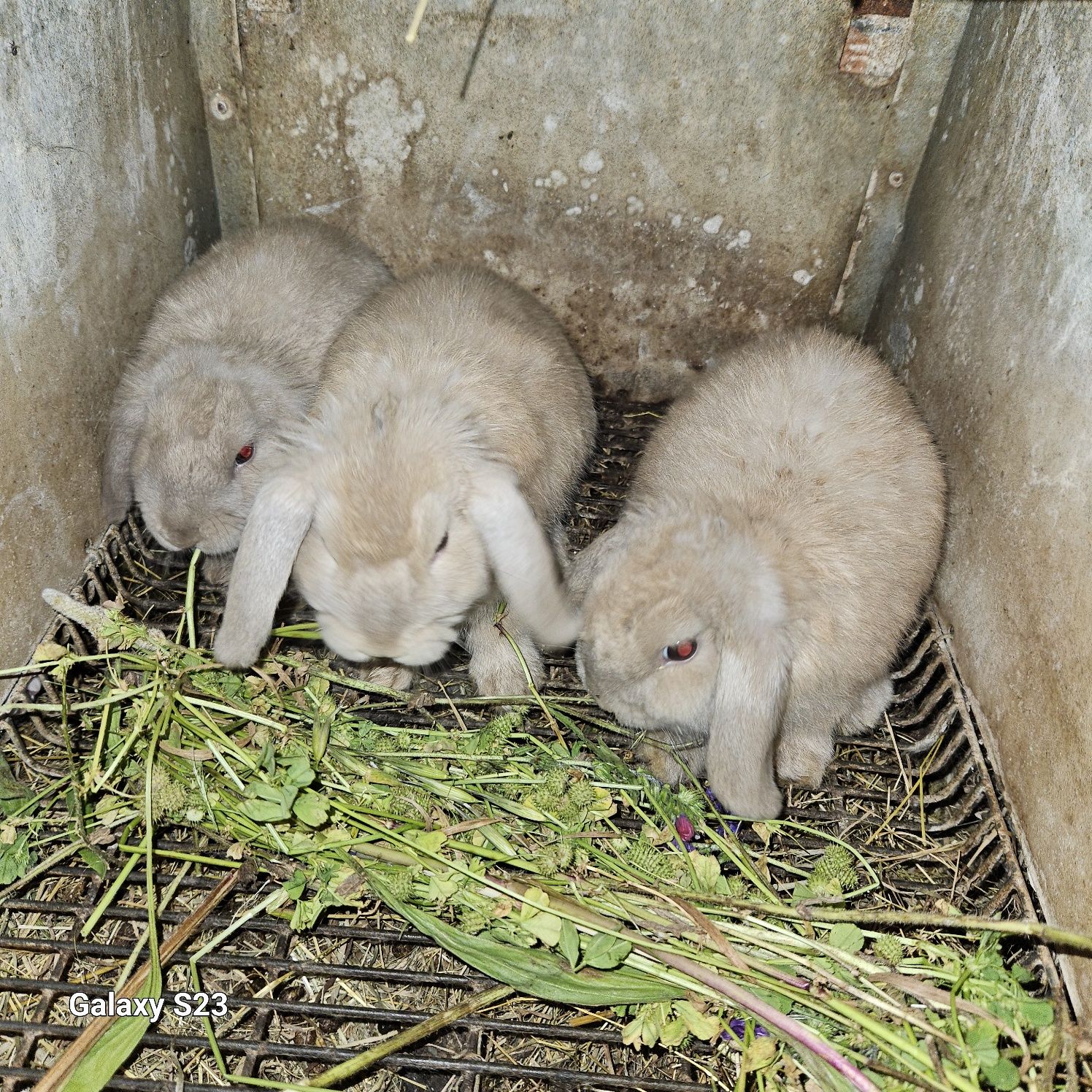 Coelhos anão Belier mini lop)