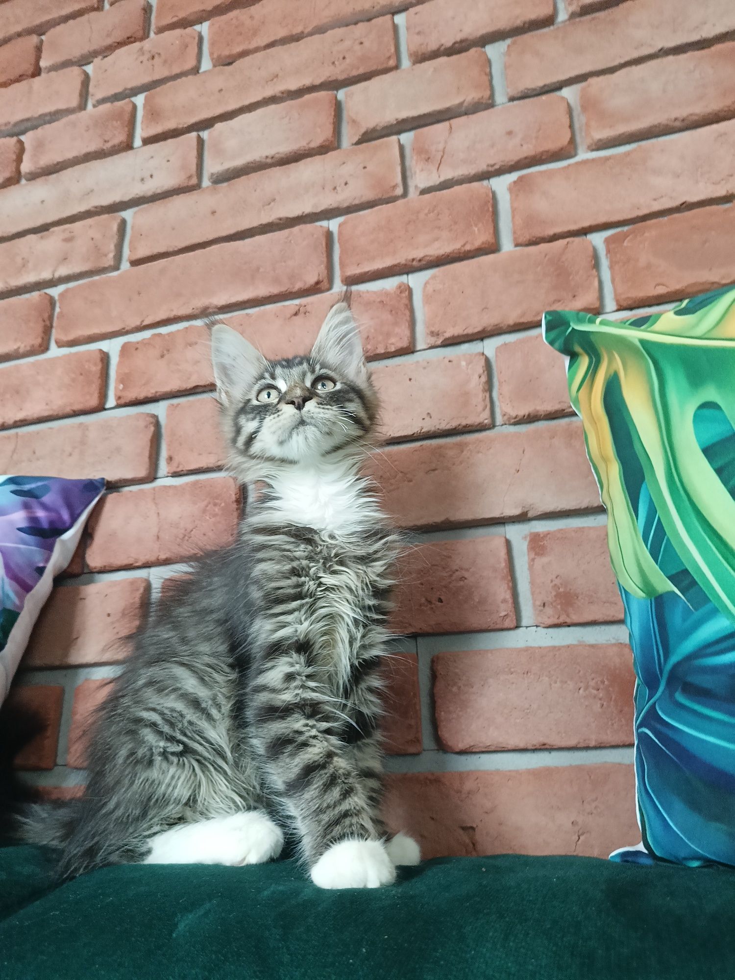 Piękny kocurek Maine Coon