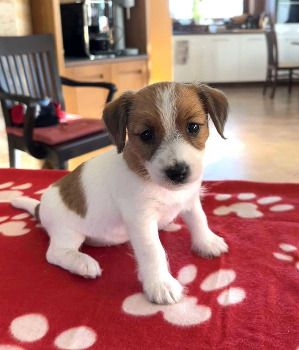 Jack Russell Terrier- suczka ZKwP FCI