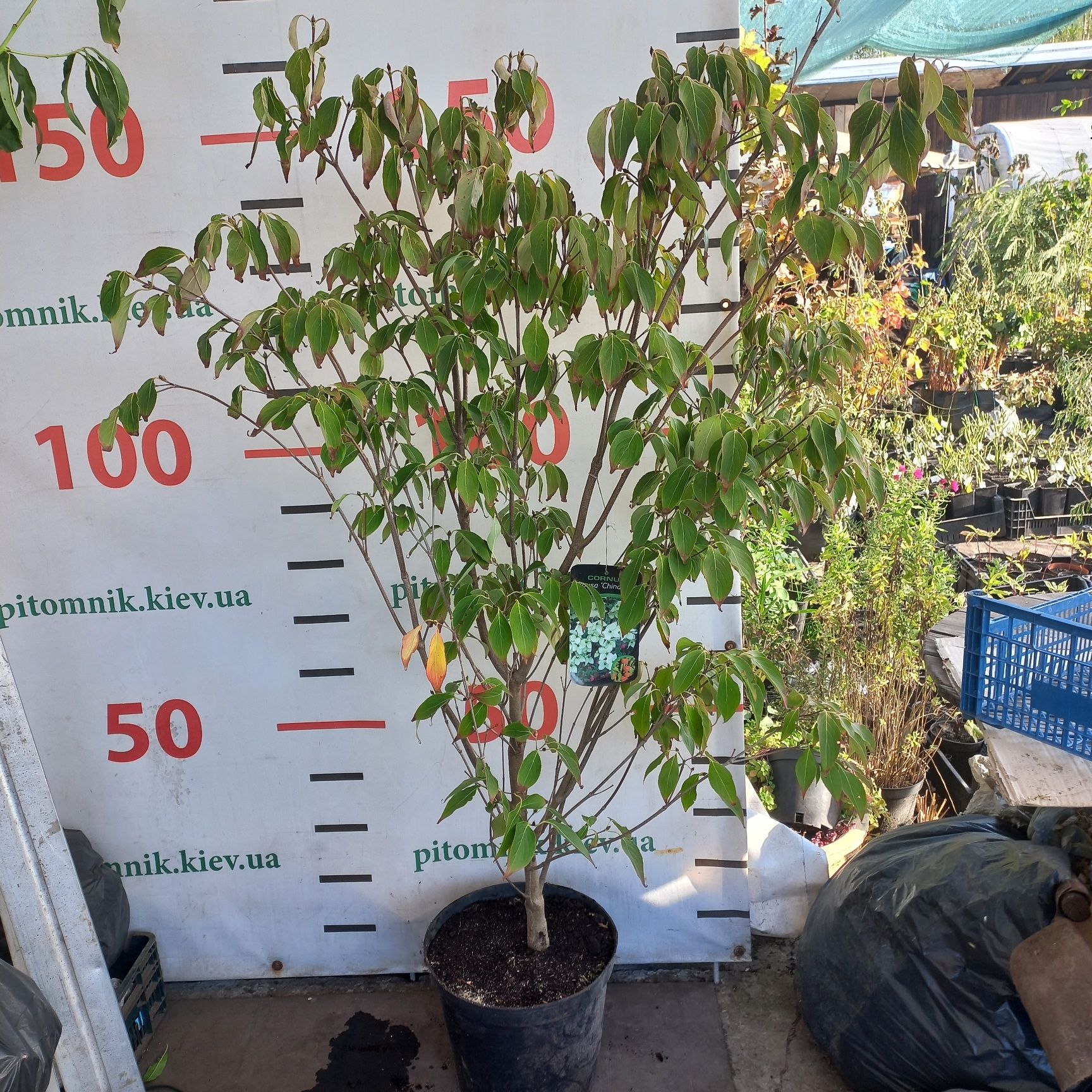 Продам Дерен Коуза Сорт Сатомі в контейнері 1,8м