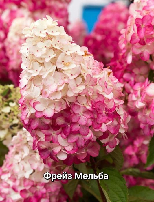 Гортензія волотиста, метельчастая