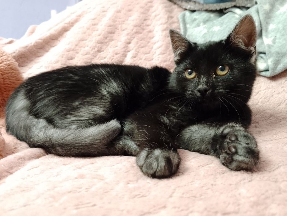 Mała Salma szuka kochającego domku