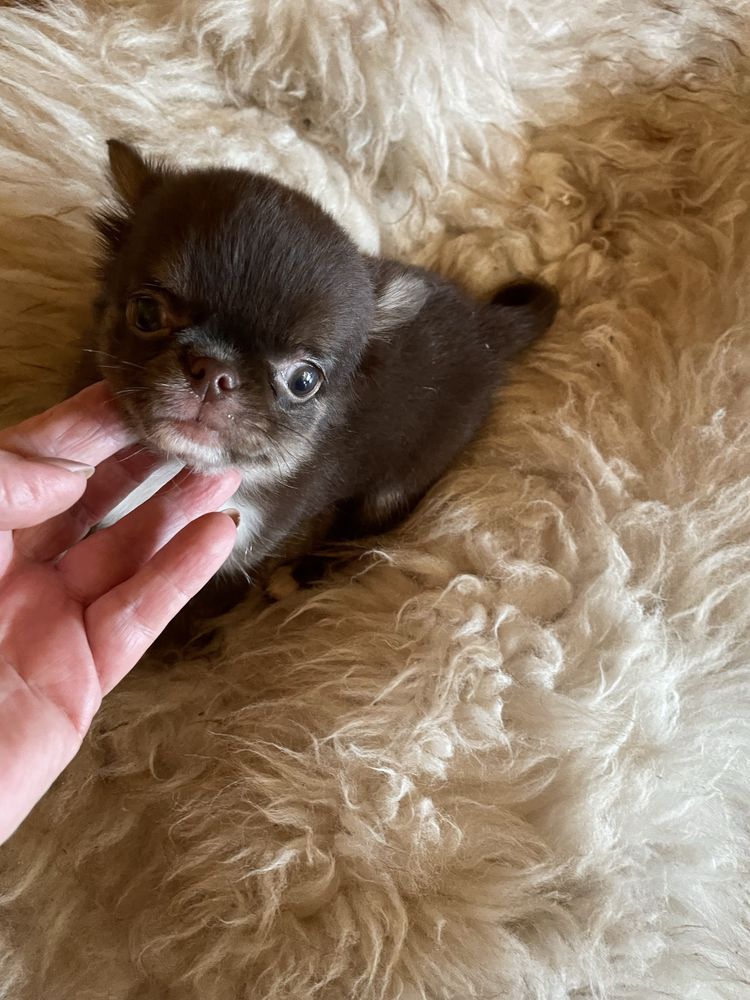 Chihuahua brazowy piesek