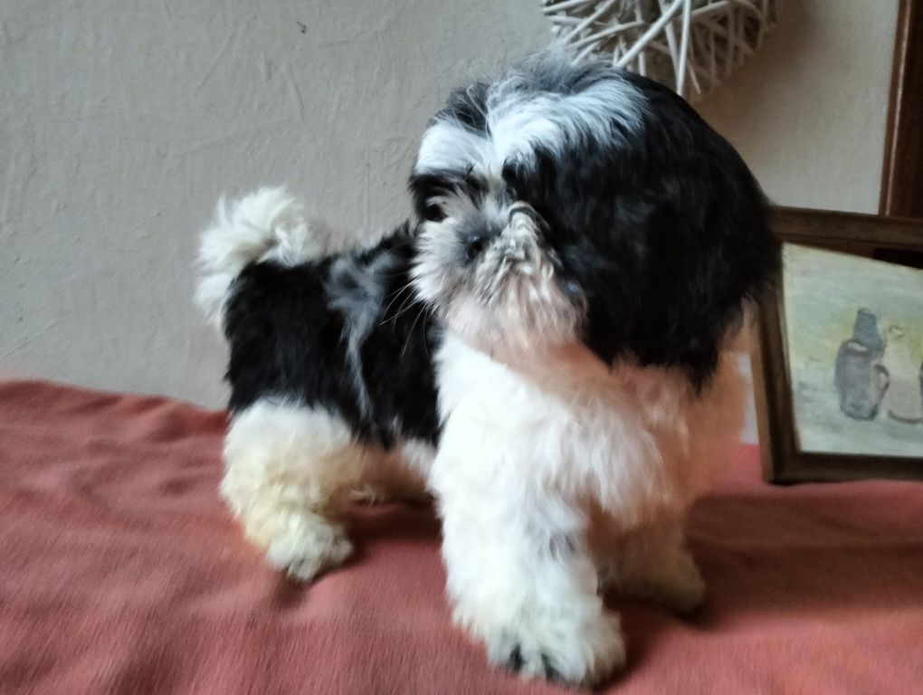Cudowny piesek shih-tzu miniaturk