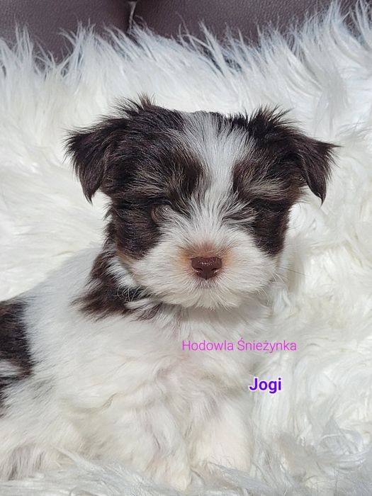 Piesek Morkie York Yorkshire terrier biewer