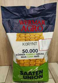 Nasiona kukurydzy odmiana KORYNT FAO 230-240 Saaten Union
