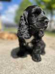 Szczeniaczek Cocker Spaniel