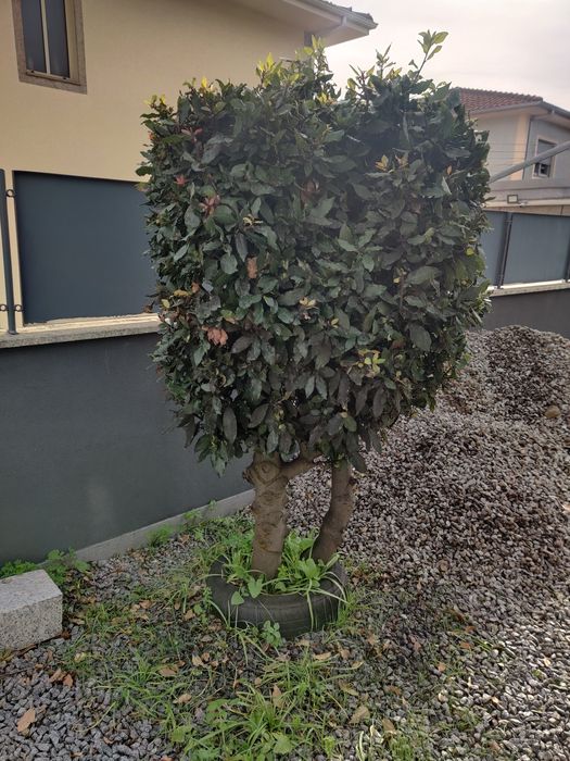 Vende-se árvores de jardim (loureiro, oliveira e luca)