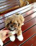 Śliczna suczka rasy Shih tzu