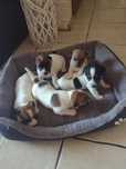 Jack Russell Terrier