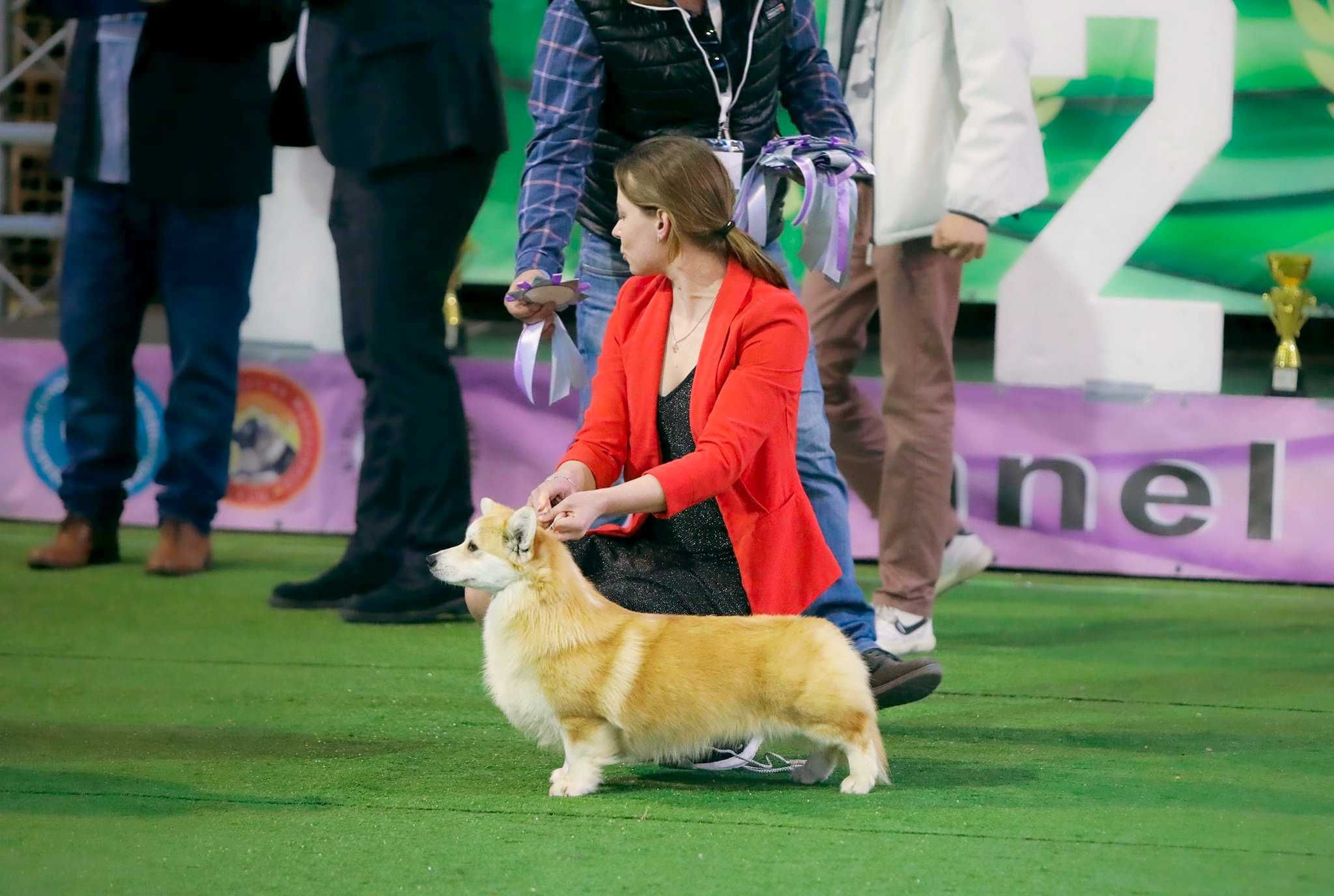 Pembroke welsh corgi Badania, vWD, PRA, fluffy-clear (FB Alona Aleant)