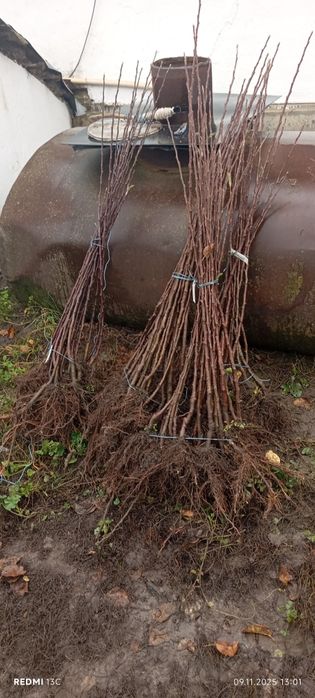 Саджанці яблуні Голден