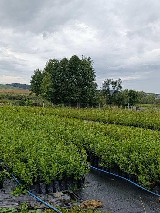 Саджанці лохини голубика борувка АКЦІЯ