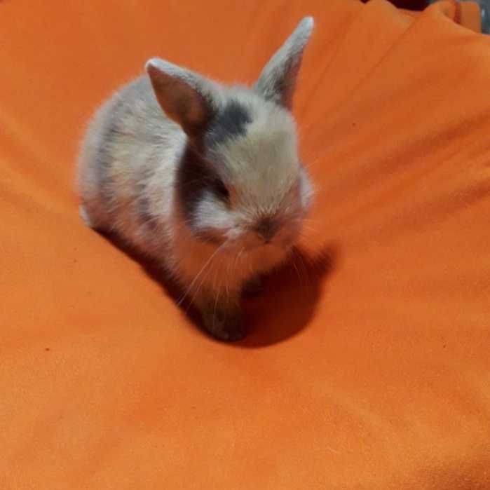 Декоративні кролики,  карликовий кролик